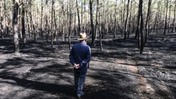 Imagem de Plantar árvores em Leiria depois dos fogos