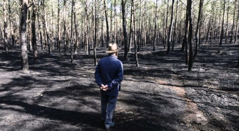Imagem de Plantar árvores em Leiria depois dos fogos
