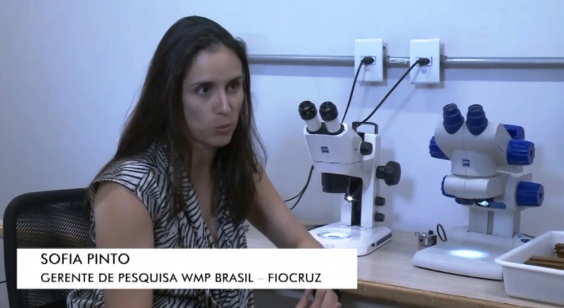 Imagem de Sofia Pinto quer bloquear reprodução de mosquitos