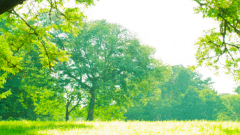 Imagem de Dia Mundial da Árvore ou da Floresta