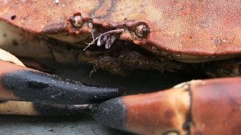 Imagem de Neandertais assavam caranguejos em Sesimbra