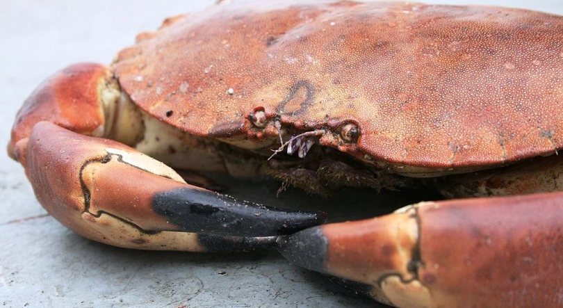 Imagem de Neandertais assavam caranguejos em Sesimbra