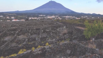 Imagem de Picowines e a espumantização nos Açores