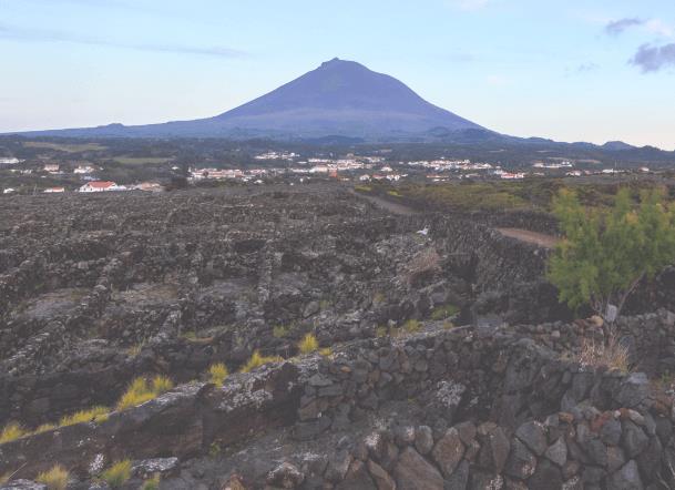 Imagem de Picowines e a espumantização nos Açores