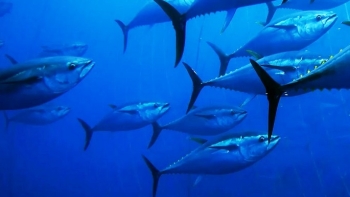 Imagem de Exportações de peixe devem subir 15% para 1.250 ME em 2023