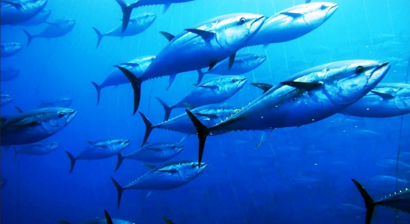 Imagem de Exportações de peixe devem subir 15% para 1.250 ME em 2023