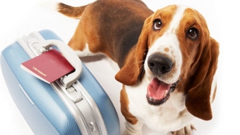 Imagem de Vai viajar e quer levar o seu animal de companhia?