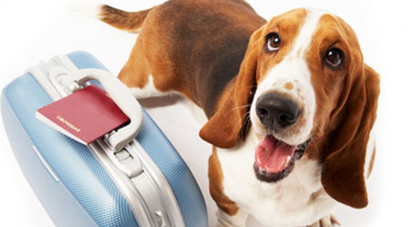 Imagem de Vai viajar e quer levar o seu animal de companhia?