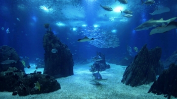 Imagem de Os 25 anos do Oceanário de Lisboa