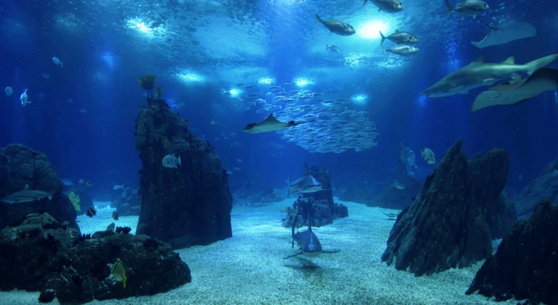 Imagem de Os 25 anos do Oceanário de Lisboa