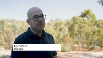 Imagem de Enólogo português na Austrália