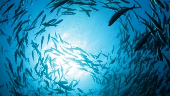 Imagem de Fórum Economia Azul Portugal-Senegal promove relação bilateral