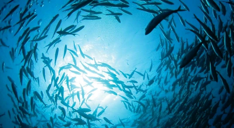 Imagem de Fórum Economia Azul Portugal-Senegal promove relação bilateral