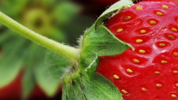 Imagem de São Paulo acolhe o Global Agribusiness Forum em junho