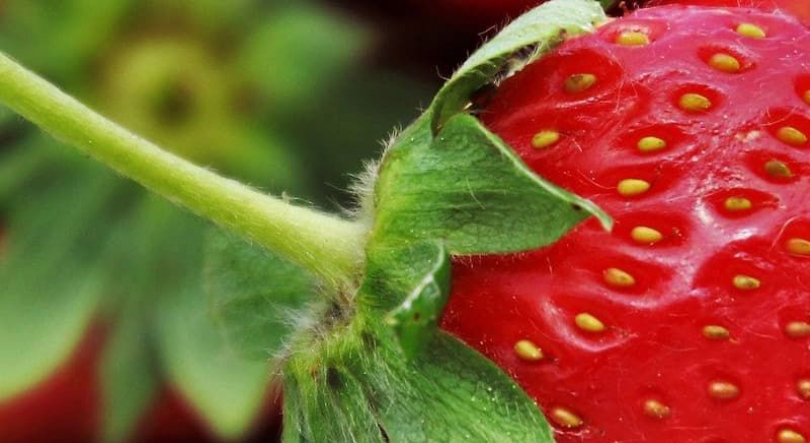 Imagem de São Paulo acolhe o Global Agribusiness Forum em junho