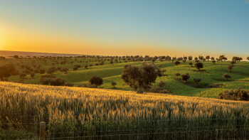 Imagem de Enoturismo do Alentejo cresce 27% em 2023