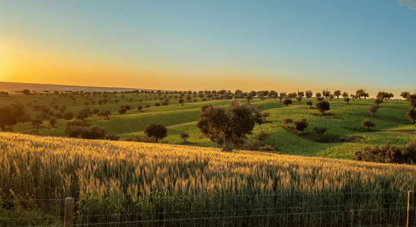 Imagem de Enoturismo do Alentejo cresce 27% em 2023