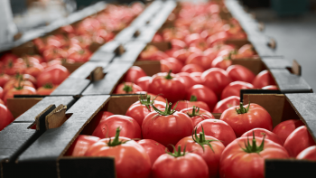 Imagem de Um quarto das principais refeições são vegetarianas nos Países Baixos