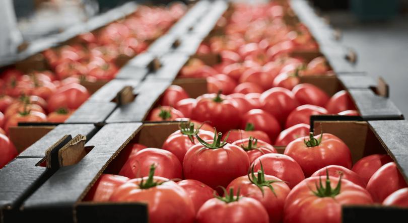 Imagem de Um quarto das principais refeições são vegetarianas nos Países Baixos