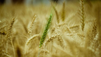 Imagem de Nestlé prepara futuro e reforça presença em Portugal