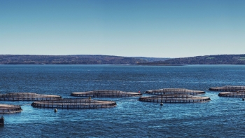 Imagem de Sea Eight: Líder na produção de linguado senegalês premium