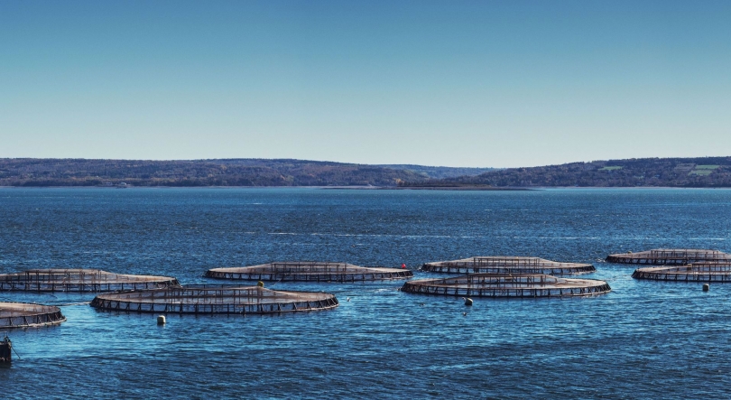 Imagem de Sea Eight: Líder na produção de linguado senegalês premium