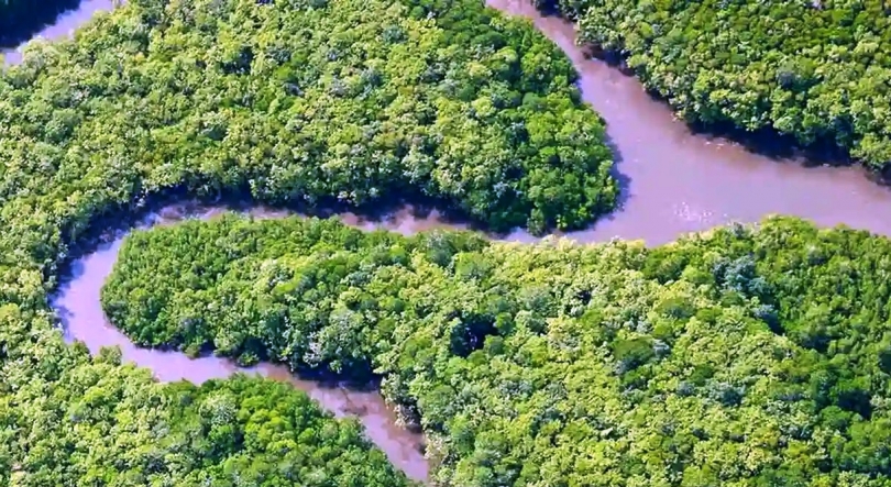 Imagem de Planeta A: Compensação Carbónica