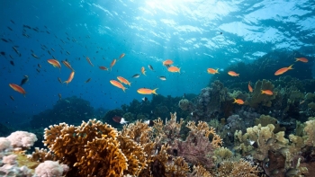 Imagem de Portugal adere à Ocean Acidification Alliance