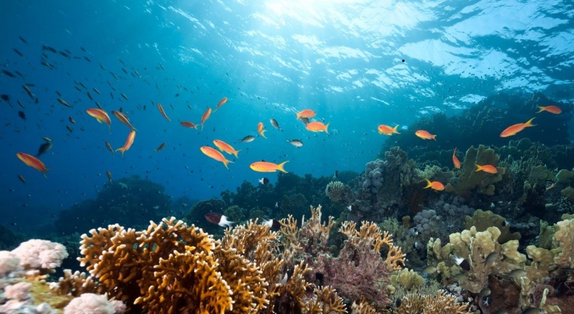 Imagem de Portugal adere à Ocean Acidification Alliance