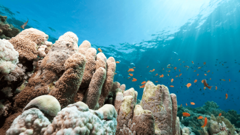 Imagem de Startup islandesa vai entrar em Portugal