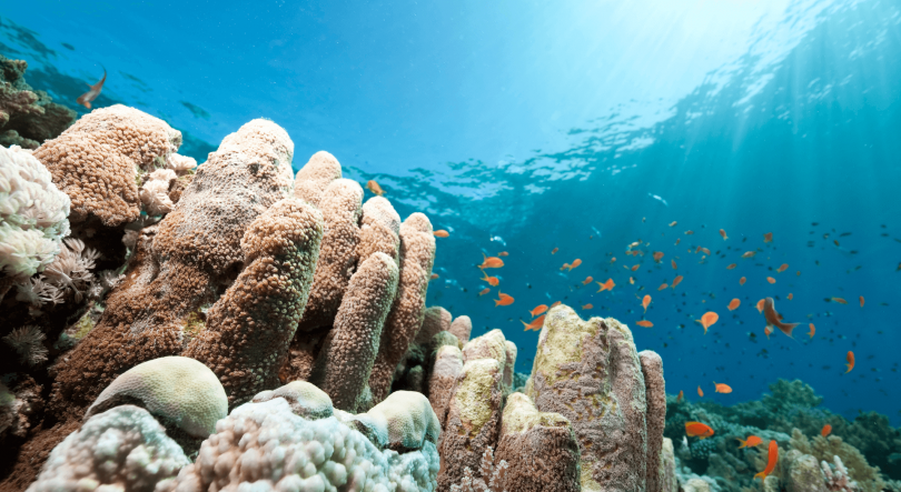 Imagem de Startup islandesa vai entrar em Portugal