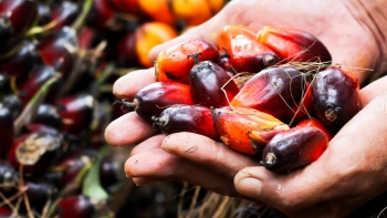 Imagem de Planeta A: Óleo de Palma