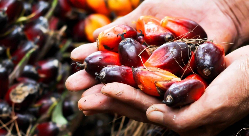 Imagem de Planeta A: Óleo de Palma