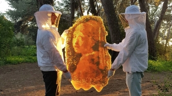 Imagem de Tomás João aka Nature the Artist