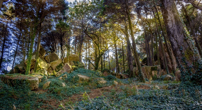 Imagem de Google lança ferramenta para mapear incêndios florestais
