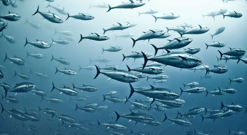 Imagem de Devemos deixar de comer peixe em Portugal?