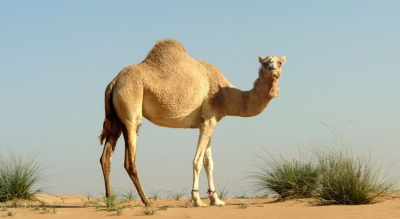 Imagem de Engenheiro português produz queijo de camelo nos Emirados Árabes Unidos