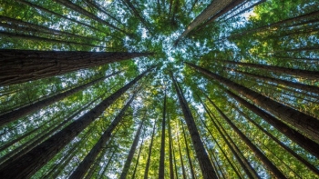 Imagem de Serviços de Ecossistemas?