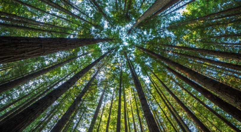 Imagem de Serviços de Ecossistemas?