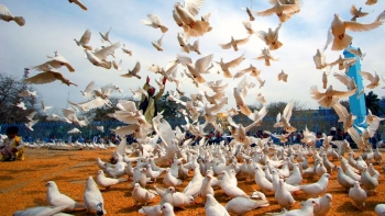 Imagem de Dia Internacional da Paz é celebrado a 21 de setembro