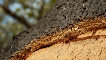 Imagem de Exportações de cortiça atingem recorde em 2023