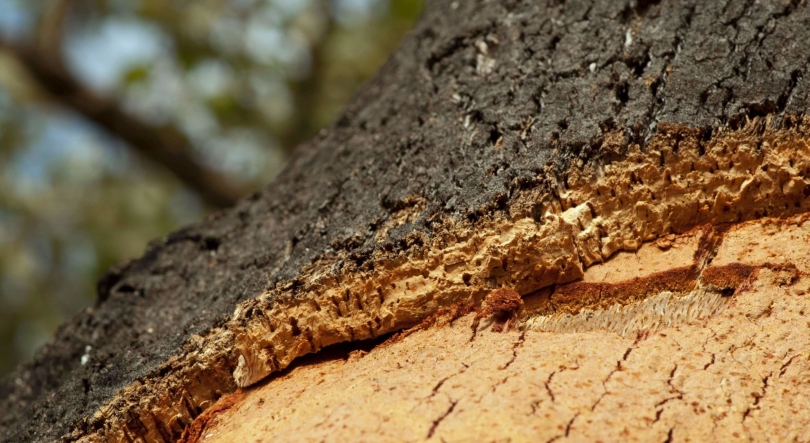 Imagem de Exportações de cortiça atingem recorde em 2023