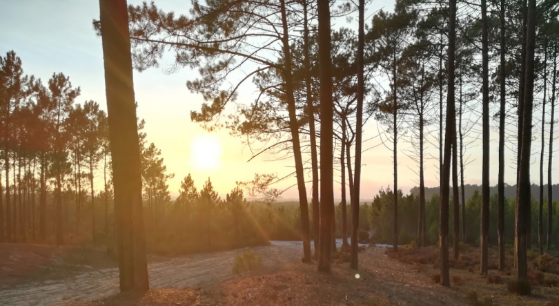 Imagem de Luso-francesa volta a plantar pinheiros no Pinhal de Leiria
