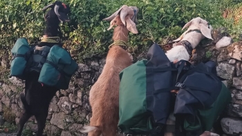 Imagem de Caminho de Cabras
