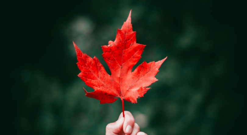 Imagem de Empresas portuguesas podem ganhar com guerra comercial EUA/Canadá
