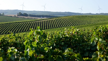 Imagem de Quem vê preços (às vezes) não vê bons vinhos