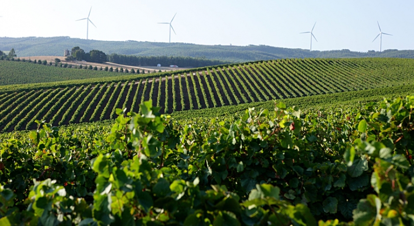Imagem de Quem vê preços (às vezes) não vê bons vinhos