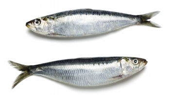 Imagem de Confraria da Sardinha no Luxemburgo