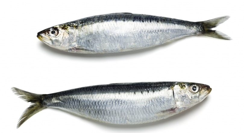 Imagem de Confraria da Sardinha no Luxemburgo