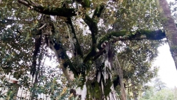 Imagem de Isto Faz-se Por Cá, Gigantes Verdes